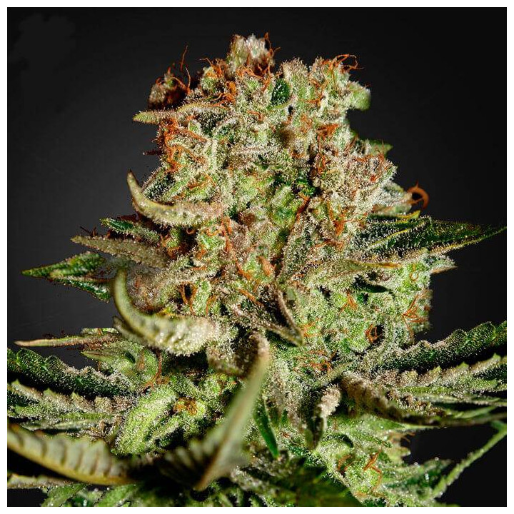 Super Bud (Green House)