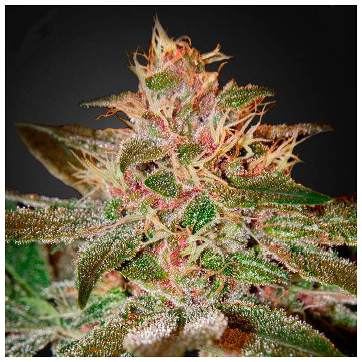 Pure Kush (Green House)