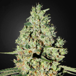 Super Critical (Green House)