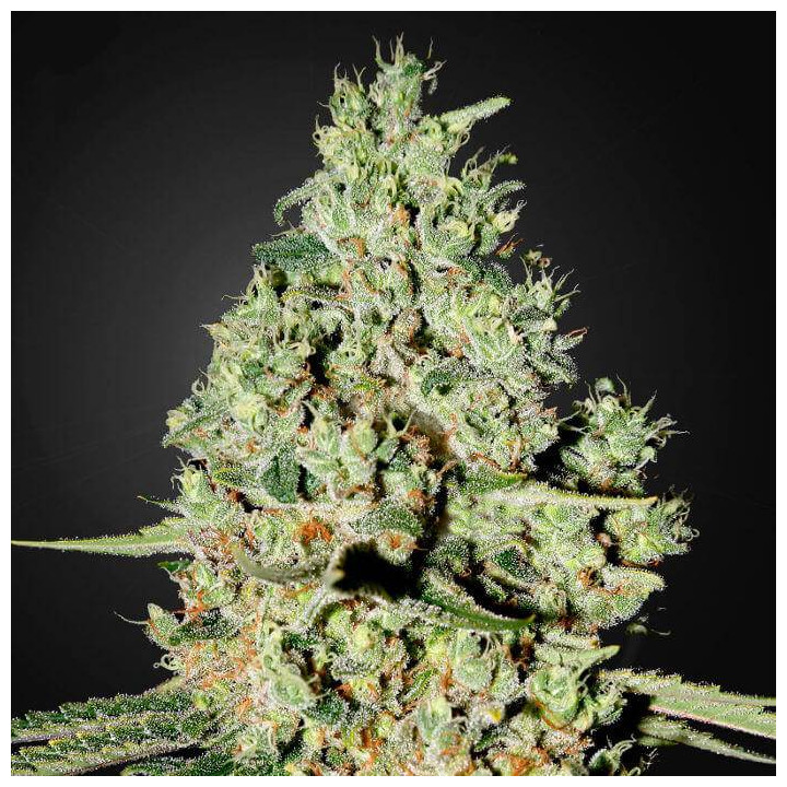Super Critical (Green House)