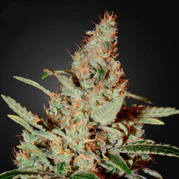 Chemdog (Green House)