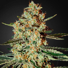 Himalaya Gold (Green House)