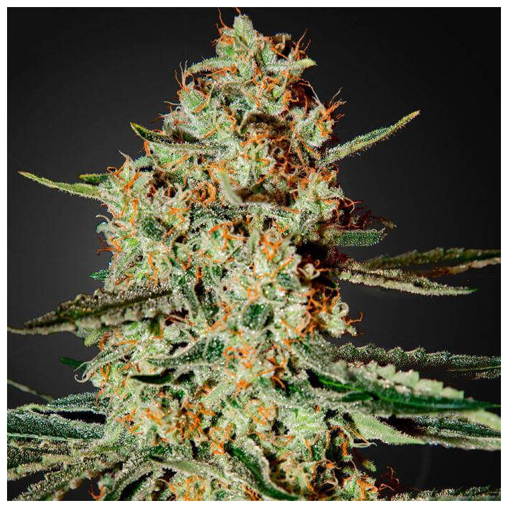 Himalaya Gold (Green House)