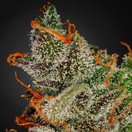 King´s Kush (Green House)