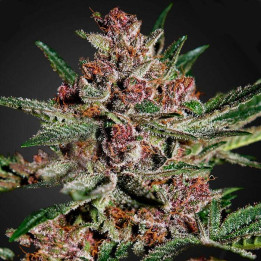 Bubba Kush (Green House)