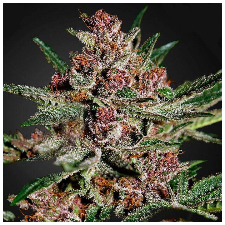 Bubba Kush (Green House)