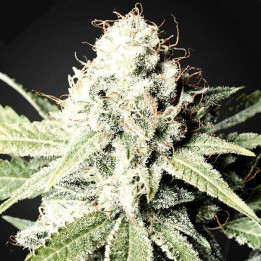 Great White Shark (Green House)