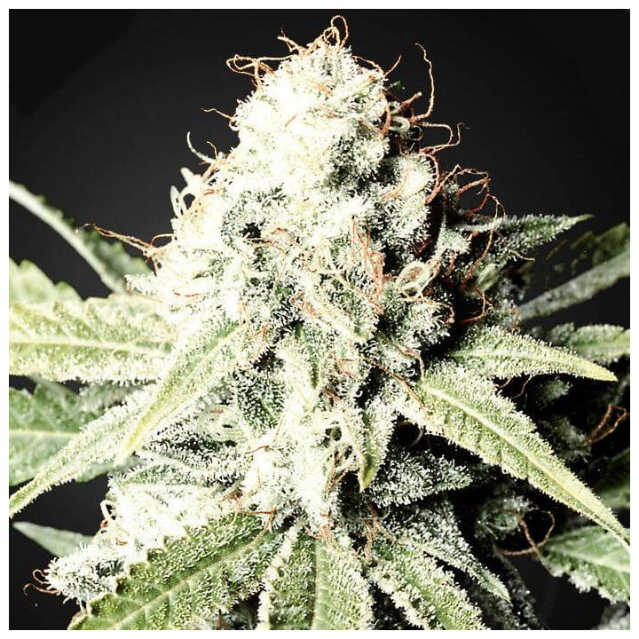 Great White Shark (Green House)