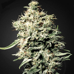 White Rhino (Green House)