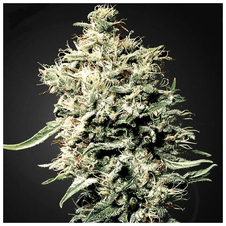 White Rhino (Green House)