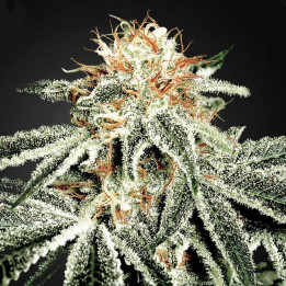 White Widow (Green House)