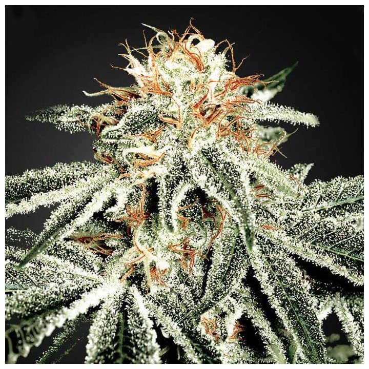 White Widow (Green House)