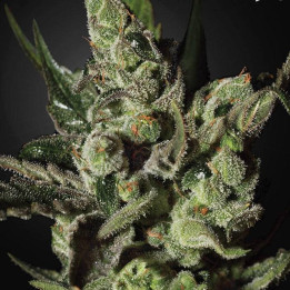 Exodus Cheese (Green House)
