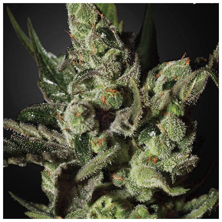 Exodus Cheese (Green House)