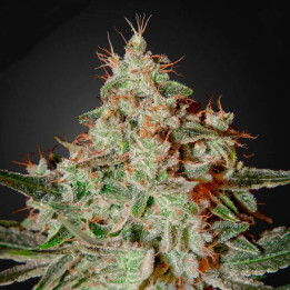 Lemon Skunk (Green House)