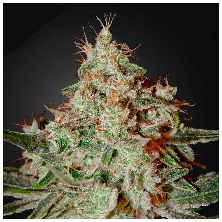 Lemon Skunk (Green House)