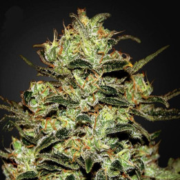Moby Dick (Green House)