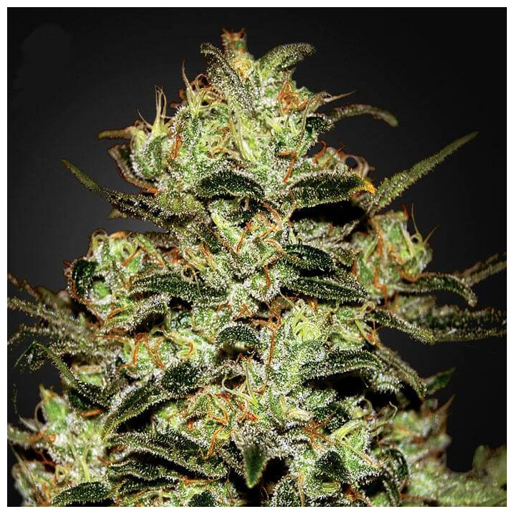 Moby Dick (Green House)
