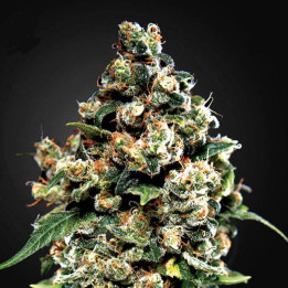 Jack Herer (Green House)