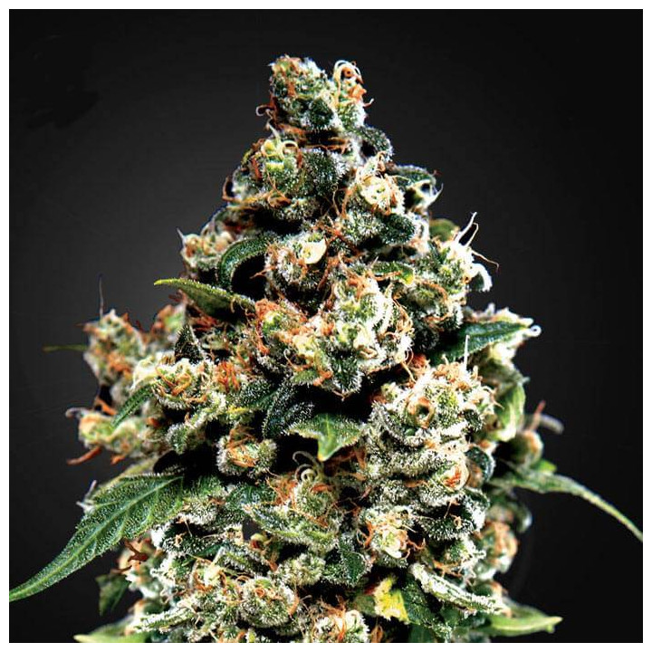 Jack Herer (Green House)