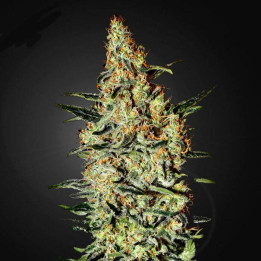Neville´s Haze (Green House)