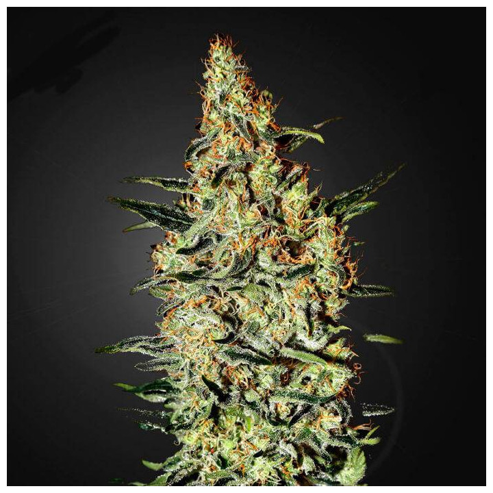 Neville´s Haze (Green House)
