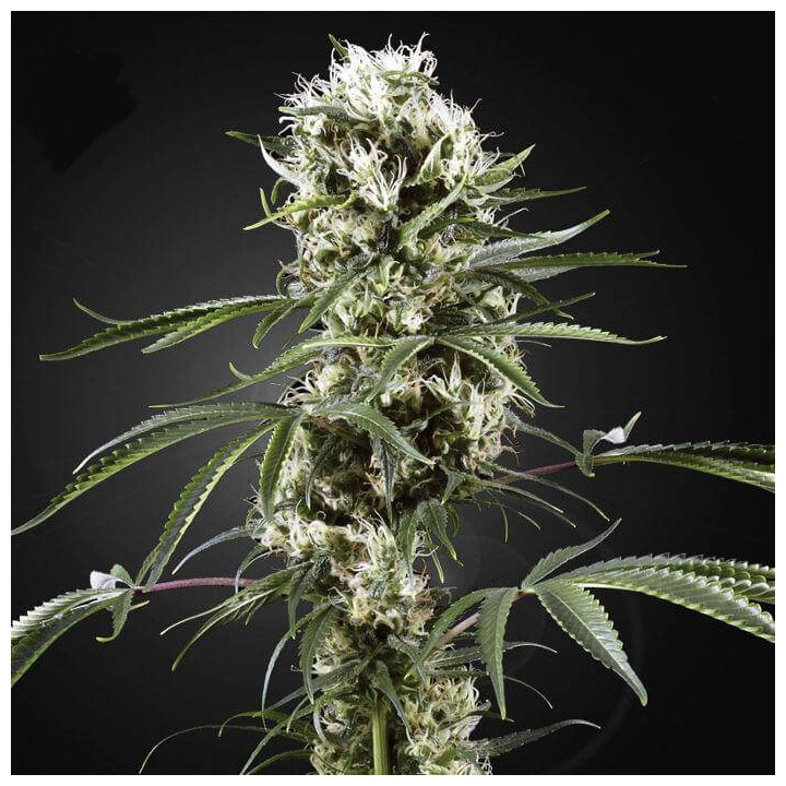 Super Lemon Haze (Green House)