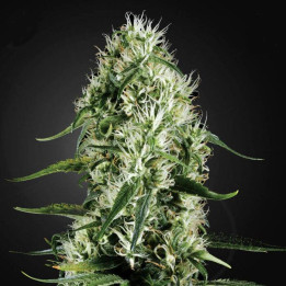 Super Silver Haze (Green House)