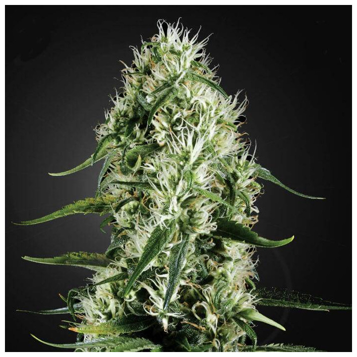 Super Silver Haze (Green House)