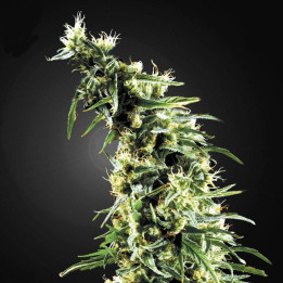 Hawaiian Snow (Green House)
