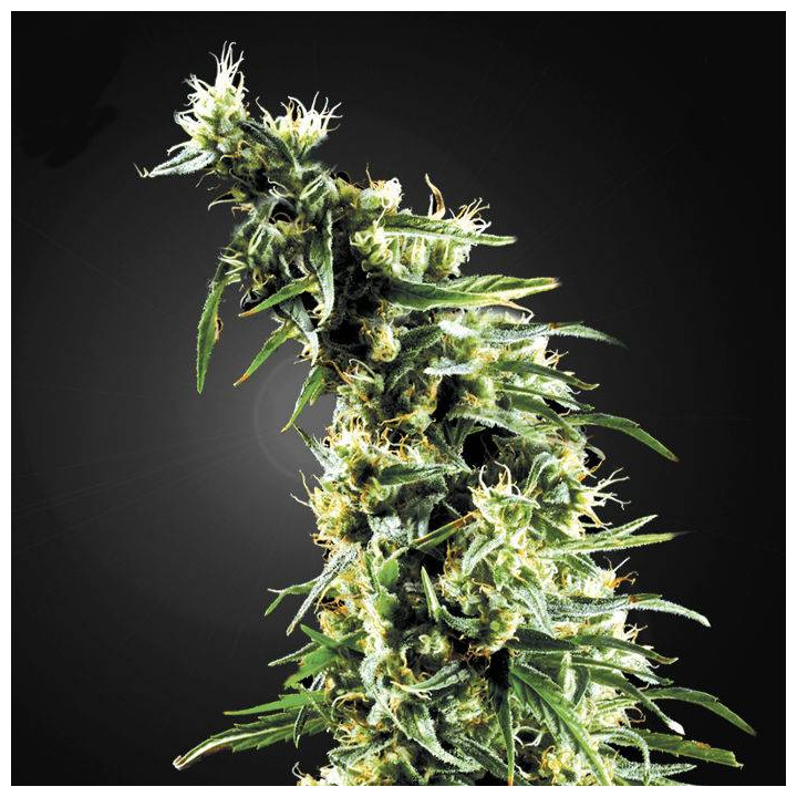 Hawaiian Snow (Green House)