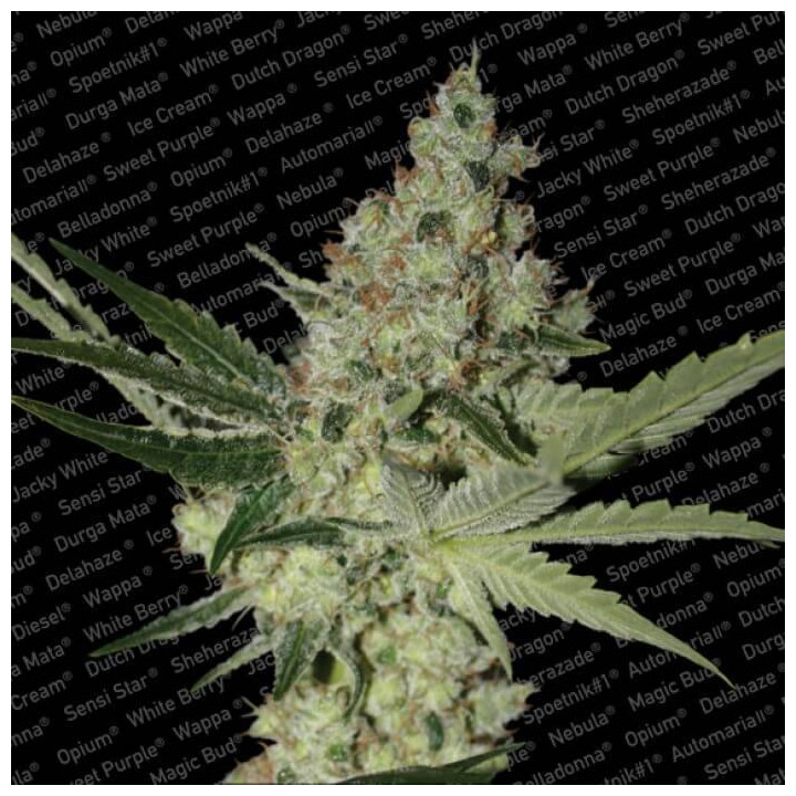 Acid (Paradise Seeds)