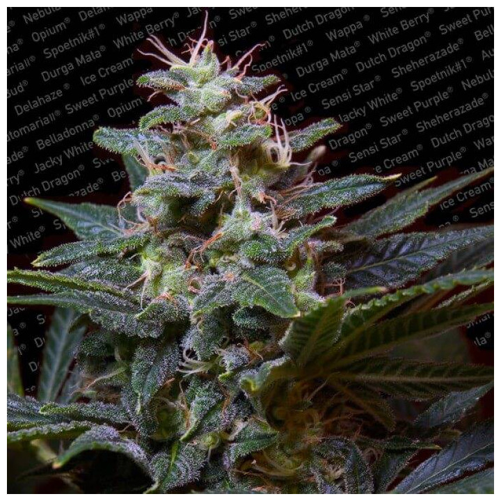 Sweet Purple (Paradise Seeds)