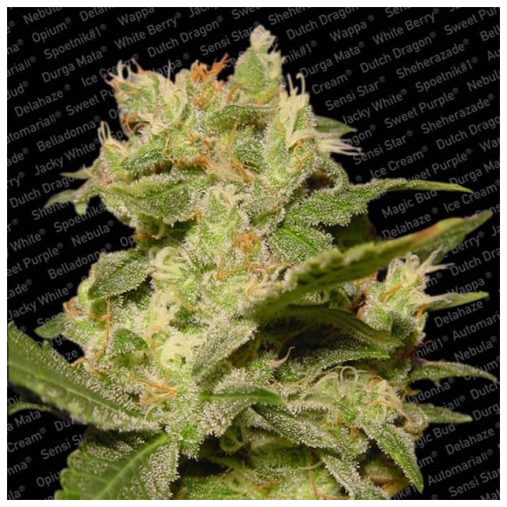 Auto Jack (Paradise Seeds)