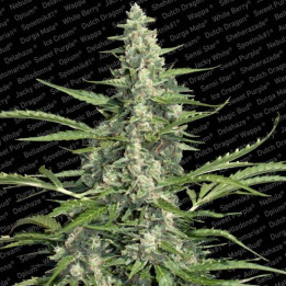 Pandora Auto (Paradise Seeds)