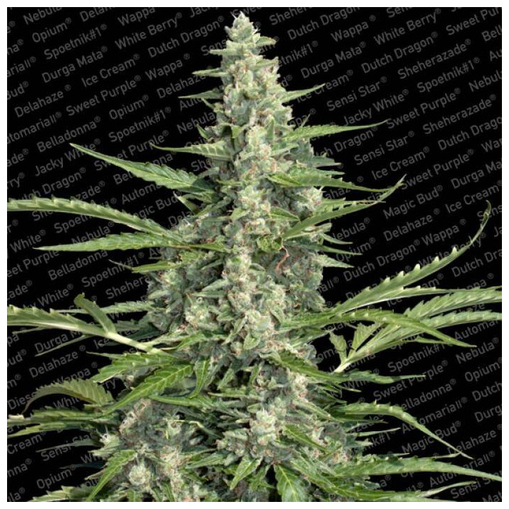 Pandora Auto (Paradise Seeds)