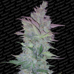 Vertigo Auto (Paradise Seeds)