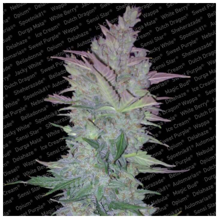 Vertigo Auto (Paradise Seeds)
