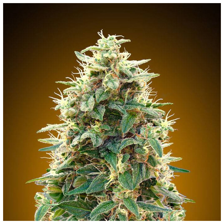 Auto 00 Cheese (00 Seeds)