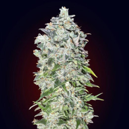 Auto 00 Kush (00 Seeds)