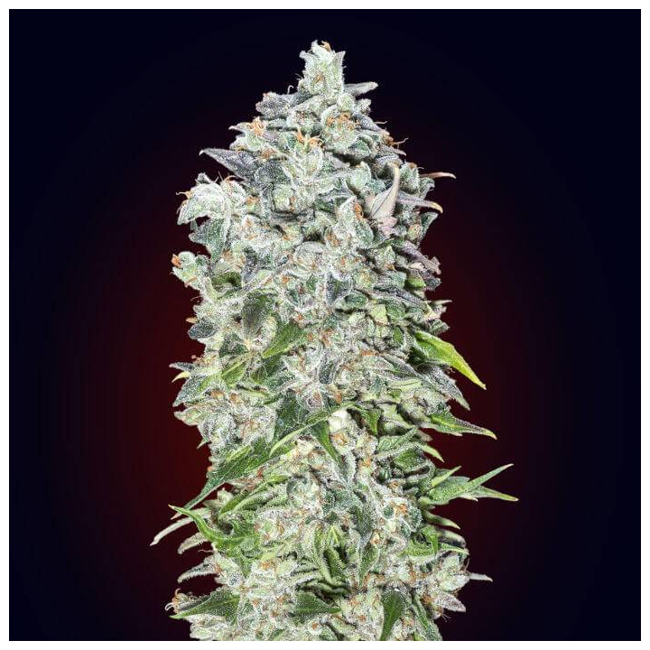 Auto 00 Kush (00 Seeds)