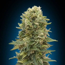 Auto Afghan Mass XXL (00 Seeds)