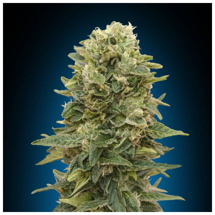 Auto Afghan Mass XXL (00 Seeds)