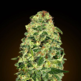 Auto California Kush (00 Seeds)