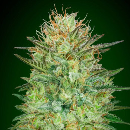 Auto Sweet Critical (00 Seeds)