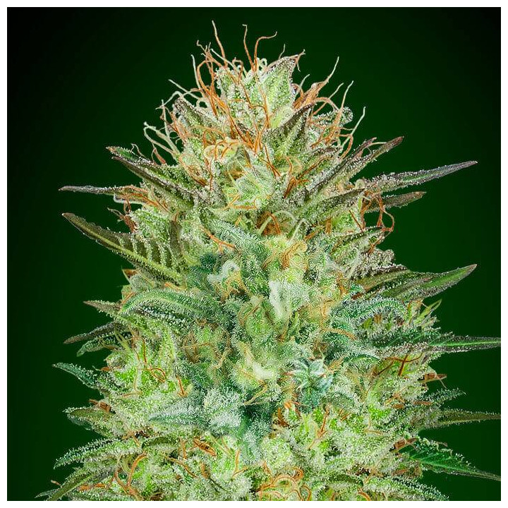Auto Sweet Critical (00 Seeds)