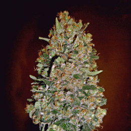 Automatic Collection 1 (00 Seeds)