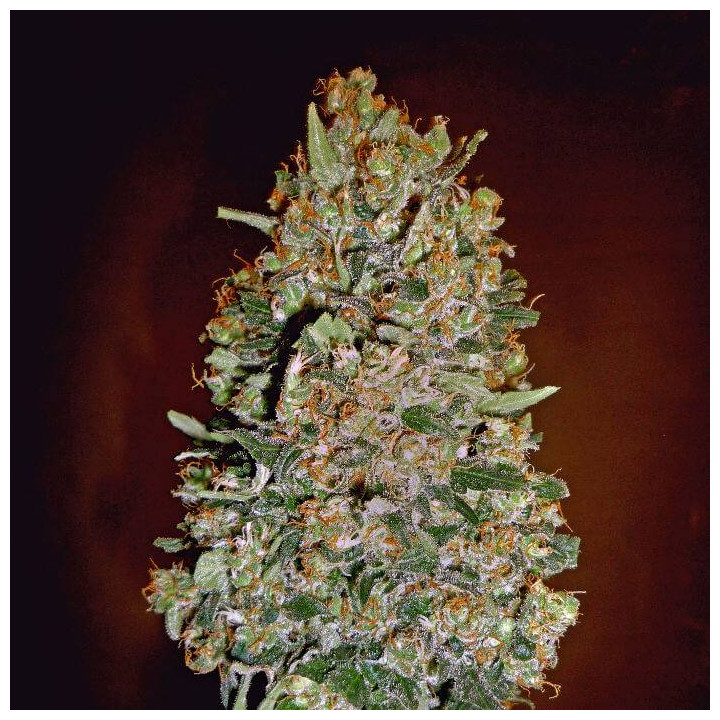 Automatic Collection 1 (00 Seeds)