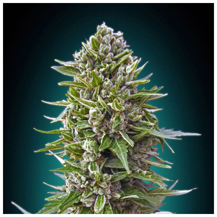 Automatic Collection 2 (00 Seeds)