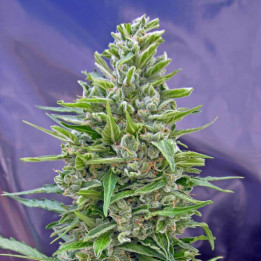 Automatic Mix (00 Seeds)